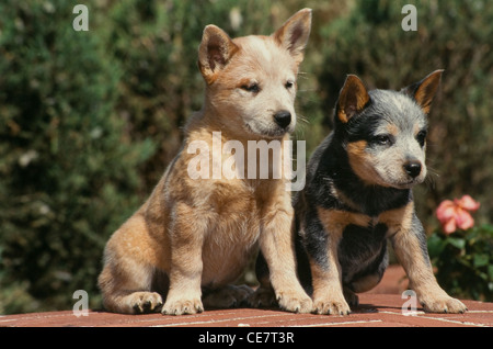 Due Miniature pinscher cuccioli seduta con fiori dietro Foto Stock