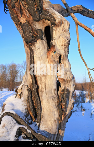 Il vecchio albero secco in legno Foto Stock