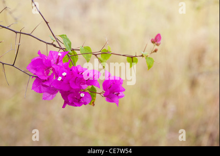 Il Bougainvillea spectabilis. Grande bougainvillea Piccoli fiori bianchi e viola delle brattee. India Foto Stock