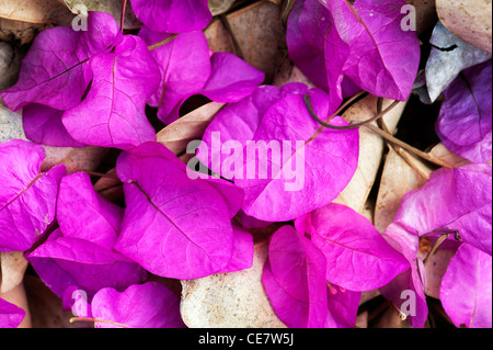 Caduto il Bougainvillea spectabilis brattee su dead foglie secche. India Foto Stock