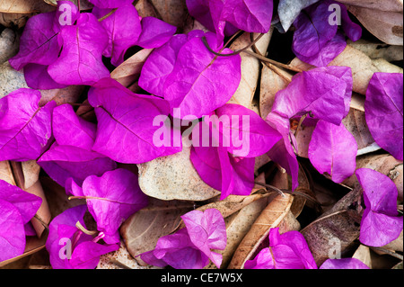 Caduto il Bougainvillea spectabilis brattee su dead foglie secche. India Foto Stock