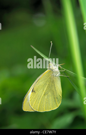 Grande bianco (Sarcococca brassicae), chiamato anche cavolo Butterfly Foto Stock