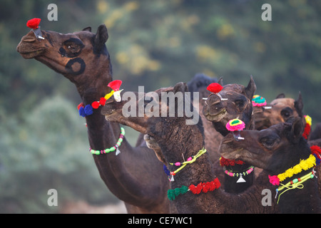 Un cammello fiera annuale a Pushkar Rajasthan, India. Foto Stock