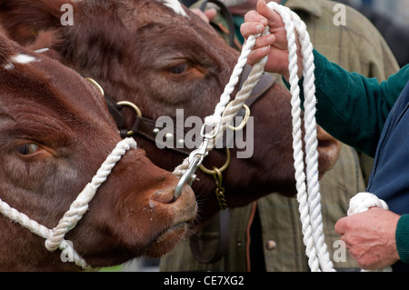 Bull con naso anello essendo mostrata in locale agricolo mostrano fete, che indossa un capo corda collare Foto Stock