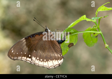Femmina della Grande, Eggfly Hypolimnas bolina, la deposizione di uova, Phuket, Tailandia Foto Stock