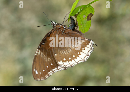 Femmina della Grande, Eggfly Hypolimnas bolina, la deposizione di uova, Phuket, Tailandia Foto Stock