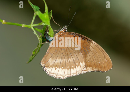 Femmina della Grande, Eggfly Hypolimnas bolina, la deposizione di uova, Phuket, Tailandia Foto Stock