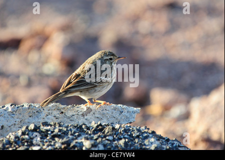 Berthelot's Pipit (Anthus bertholotii) Foto Stock