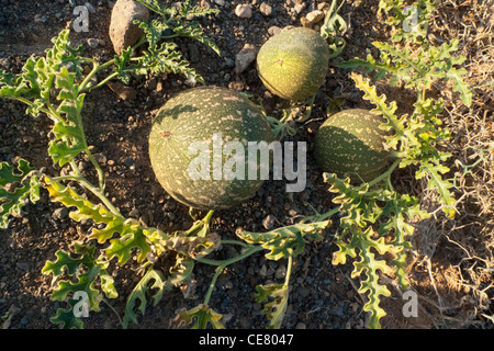 Cetriolo amaro (Citrullus colocynthis) Foto Stock