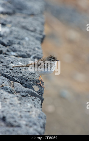 Berthelot's Pipit (Anthus bertholotii) Foto Stock