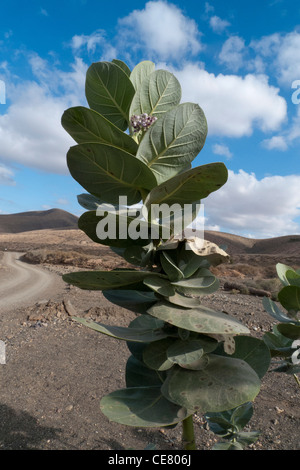 Apple di Sodoma [Giant inghiottire un mosto di malto, Milkweed] (Calotropis procera) Foto Stock