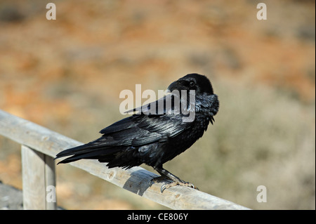 Nord del corvo imperiale (Corvus corax canariensis) Foto Stock