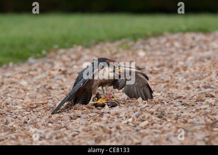 Lanner falcon (falco biarmicus) Foto Stock