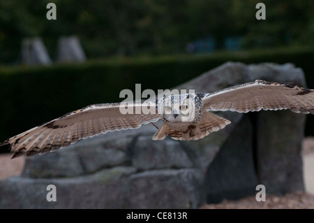 Indian il gufo reale (Bubo bengalensis) Foto Stock