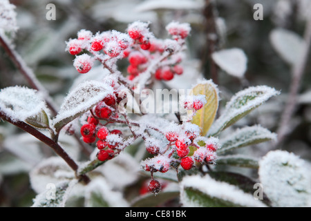 Bacche rosse coperte da rime frost. Il Piemonte, Italia settentrionale. Foto Stock