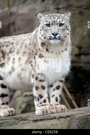 Femmina di snow leopard Foto Stock