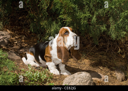 Bassett hound cucciolo da rock Foto Stock