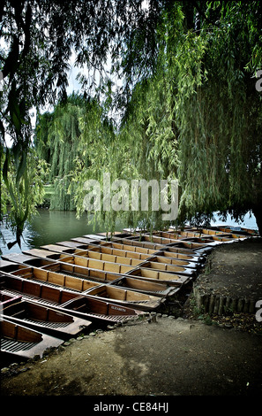 Sterline sul fiume Cam in Cambridge Inghilterra England Foto Stock