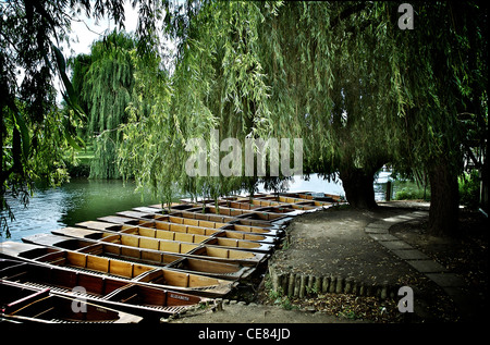 Sterline sul fiume Cam in Cambridge Inghilterra England Foto Stock