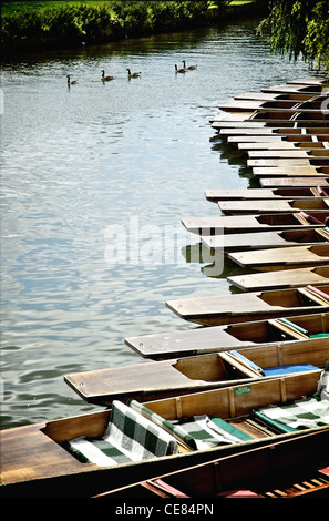 Sterline sul fiume Cam in Cambridge Inghilterra England Foto Stock