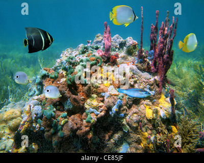 Colorata vita marina con spugne e pesci tropicali subacquea, sul mare dei Caraibi Foto Stock