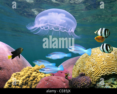 Medusa con colorati pesci tropicali e coralli mare subacquea Foto stock -  Alamy