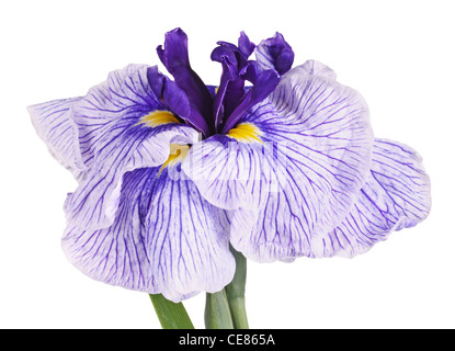 Viola e Bianco fiore di un iris giapponesi Foto Stock