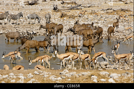 Maggiore kudus, springboks e zebre a waterhole, Okaukuejo, Etosha NP, Namibia Foto Stock