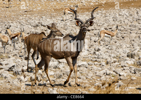 Maggiore kudus e springboks, Okaukuejo, Etosha NP, Namibia Foto Stock