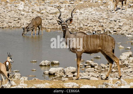 Maggiore kudus e springboks a waterhole, Okaukuejo, Etosha NP, Namibia Foto Stock