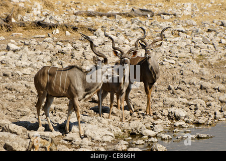 Maggiore maschio kudus a waterhole, Okaukuejo, Etosha NP, Namibia Foto Stock