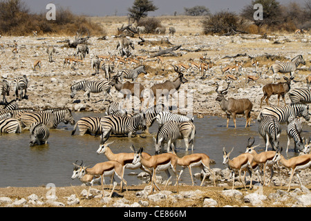 Maggiore kudus, springboks e zebre a waterhole, Okaukuejo, Etosha NP, Namibia Foto Stock