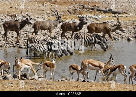 Maggiore kudus, springboks e zebre a waterhole, Okaukuejo, Etosha NP, Namibia Foto Stock