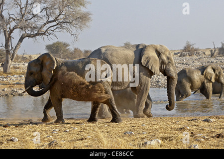 Elephant prendendo polvere bagno a waterhole, Okaukuejo, Etosha NP, Namibia Foto Stock