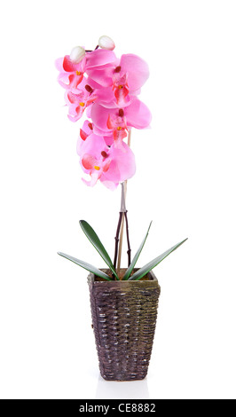 Rosa seta fiori di orchidea in pentola su sfondo bianco Foto Stock