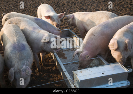 Suini acqua potabile da un trogolo, Sutton Heath, Suffolk, Inghilterra Foto Stock