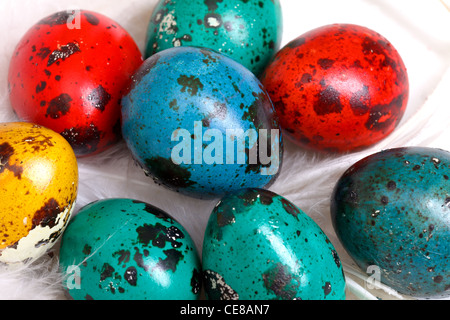 Quaglia uova di pasqua in piume bianche Foto Stock