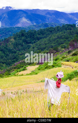 Uno spaventapasseri in risaia, nelle Filippine. Foto Stock