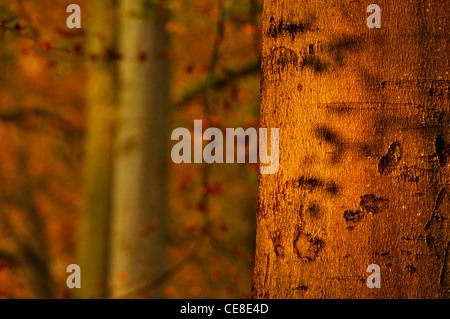 Close-up di faggio soleggiato tronco di albero in autunno al tramonto, Paesi Bassi Foto Stock