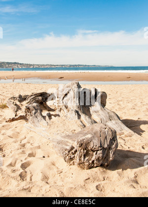 Weathered driftwood gettato sulla spiaggia, con l'oceano sullo sfondo Foto Stock