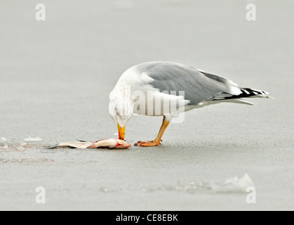 Lavaggio Aringa europea gabbiano (Larus argentatus) mangiare pesce sul ghiaccio del lago ghiacciato in inverno Foto Stock