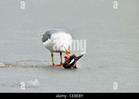 Lavaggio Aringa europea gabbiano (Larus argentatus) mangiare pesce sul ghiaccio del lago ghiacciato in inverno Foto Stock