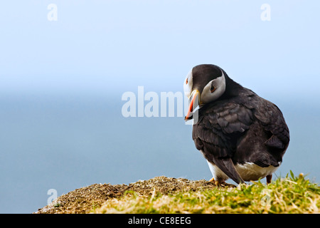 Atlantic Puffin (Fratercula arctica) preening le sue piume, Scotland, Regno Unito Foto Stock