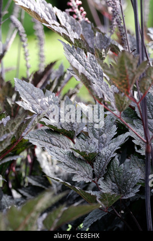 Actaea simplex simplex var Brunette Atropurpurea gruppo syn sinonimo Cimicifuga simplex perenne Bugbane Foto Stock