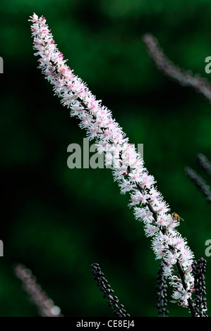 Actaea simplex simplex var Brunette Atropurpurea gruppo syn sinonimo Cimicifuga simplex perenne Bugbane tall fiore bianco spike Foto Stock