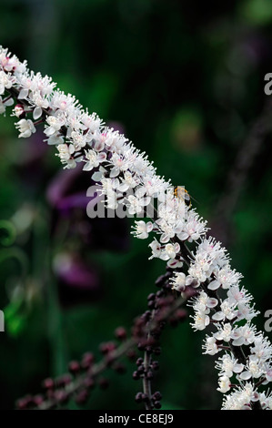 Actaea simplex simplex var Brunette Atropurpurea gruppo syn sinonimo Cimicifuga simplex perenne Bugbane tall fiore bianco spike Foto Stock