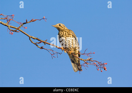 Tordo Mistle (Turdus viscivorus), si nutrono di frutti di bosco Foto Stock