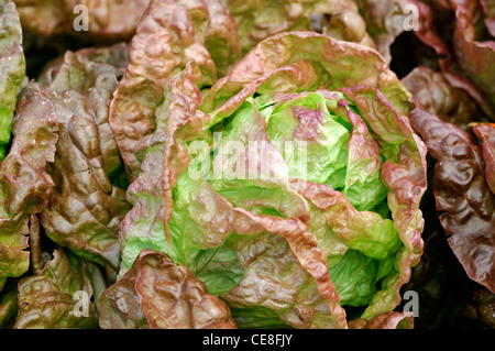 Lactuca sativa Merveille Des Quatre Saisons lattuga meraviglia la meraviglia delle quattro stagioni tinta bronzo tingono cappuccina commestibili del fogliame Foto Stock