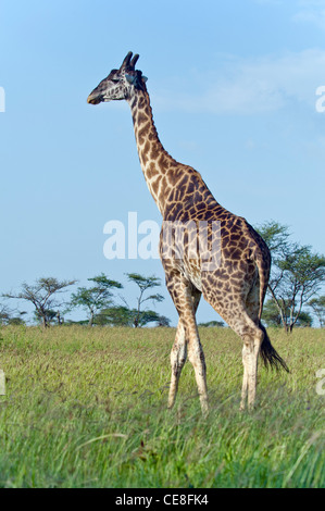Uganda Giraffa Giraffa camelopardalis rothschildi a Seronera nel Serengeti, Tanzania Foto Stock