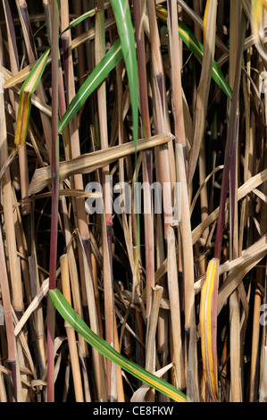 Miscanthus sacchariflorus Amur argento-erba di argento erba banner hardy erbacee perenni erbe erba ornamentale Foto Stock